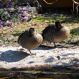 Versicolor teals (Spatula versicolor), Sep 2nd, 2018