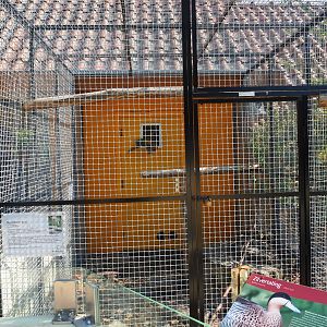 Aviary red-fronted macaw (Sep 2nd, 2018)