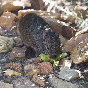 Brazilian guinea pig (Cavia aperea), Sep 2nd, 2018