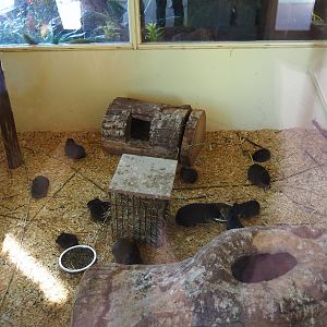 Indoor housing Brazilian guinea pigs - Versicolor teals - Red-fronted macaws (Sep 2nd, 2018)