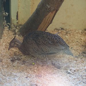 Elegant crested tinamou (Eudromia elegans), Sep 2nd, 2018