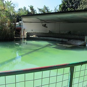 African Penguin Pool