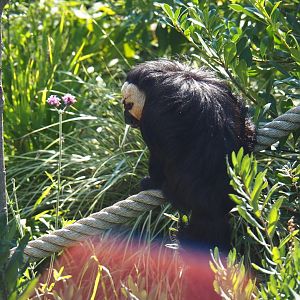 Male white-faced saki (Pithecia pithecia), Sep 2nd, 2018