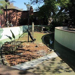 American Alligator Exhibit