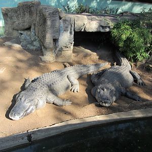 American Alligators