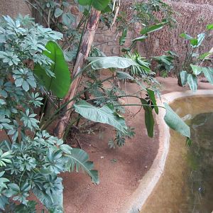 Indoor Swamp Exhibit