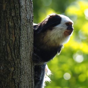 Geoffroy's marmoset (Callithrix geoffroyi), Sep 2nd, 2018