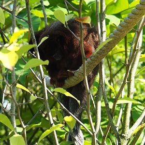 Red titis (Plecturocebus cupreus) in the shrubs (Sep 2nd, 2018)