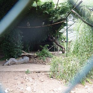 Vulture aviary (Sep 2nd, 2018)