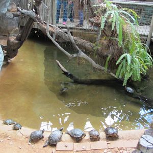 Indoor Swamp Exhibit