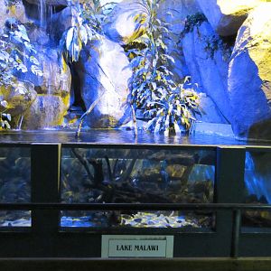 Lake Malawi Cichlid Display