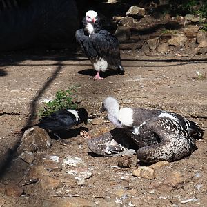 Three of four vulture aviary species (Sep 2nd, 2018)