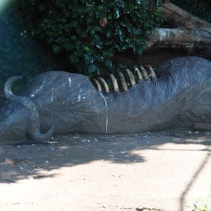Fake buffalo carcass in the vulture aviary (Sep 2nd, 2018)