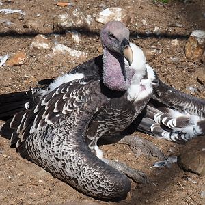 Rüppell's vulture (Gyps rueppelli rueppelli), Sep 2nd, 2018