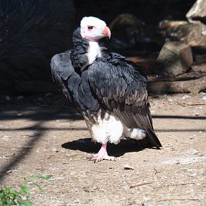 White-headed vulture (Trigonoceps occipitalis), Sep 2nd, 2018