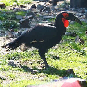 Southern ground hornbill (Bucorvus leadbeateri), Sep 2nd, 2018
