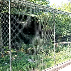 Aviary Steller's sea eagle (Sep 2nd, 2018)