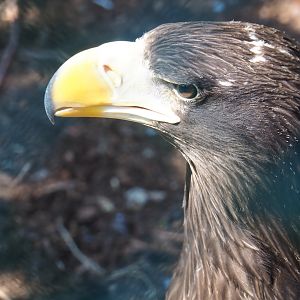 Steller's sea eagle (Haliaeetus pelagicus), Sep 2nd, 2018