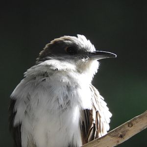 Black-Billed Cuckoo (Coccyzus erythropthalmus)