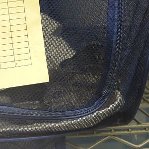 Common Nighthawk (Chordeiles minor)