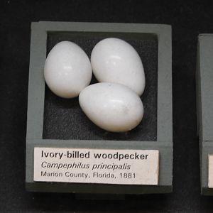 Ivory-Billed Woodpecker (Campephilus principalis) eggs