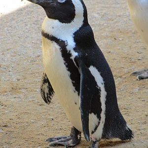 African Penguin