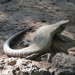 Giant Plated Lizard