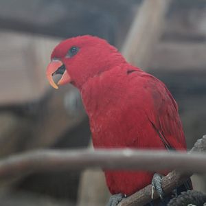 Red Lory