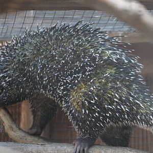 Brazilian Porcupine