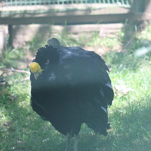Great Curassow