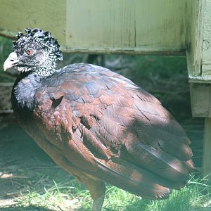 Great Curassow