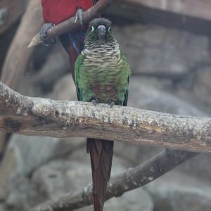 Green-Cheeked Conure