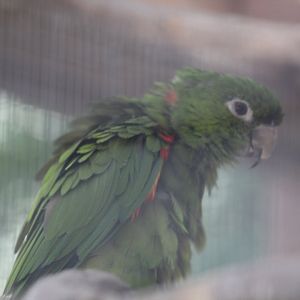 White-Eyed Parakeet