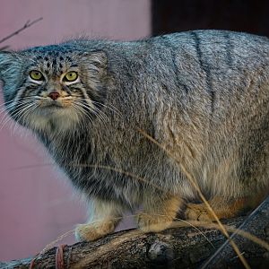 Pallas's cat