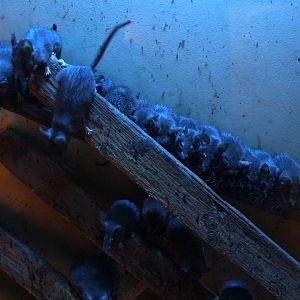 Dusky Cairo Spiny Mouse (Acomys cahirinus cahirinus)