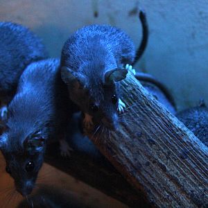 Dusky Cairo Spiny Mouse (Acomys cahirinus cahirinus)