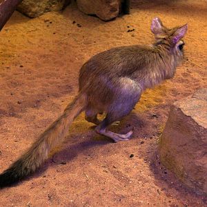 East African Springhare (Pedetes surdaster)