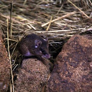 southern African spiny mouse (Acomys spinosissimus)