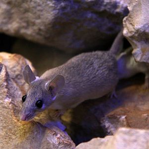 Seurat's spiny mouse (Acomys seurati)