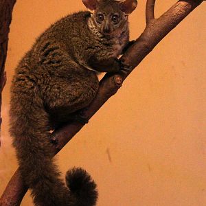 northern greater galago (Otolemur garnettii), also known as Garnett's bushbaby