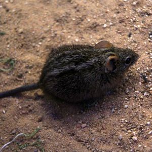 four-striped grass mouse (Rhabdomys pumilio)