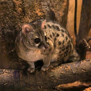 Haussa genet (Genetta thierryi)