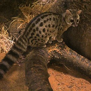 Haussa genet (Genetta thierryi)