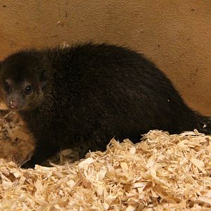 common kusimanse (Crossarchus obscurus)