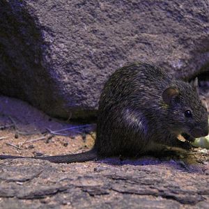 African grass rat (Arvicanthis niloticus)