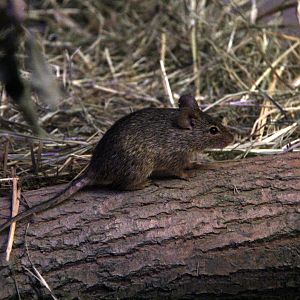 Neumann's grass rat (Arvicanthis neumanni)