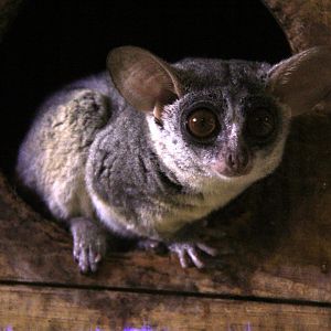 Senegal bushbaby (Galago senegalensis senegalensis)