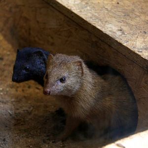 slender mongoose (Galerella sanguinea)