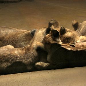 Barbary lion (Panthera leo leo) den cub cuddling