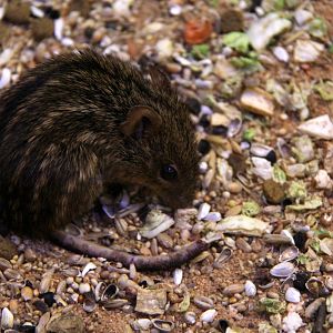 typical striped grass mouse (Lemniscomys striatus)